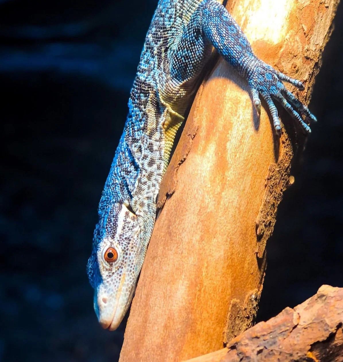 Blue Tree Monitor (Varanus Macraei (2) Blue tree monitor is a gorgeous lizard native to the tropical habitat of Batanta Island, Indonesia, and is highly sought after by reptile aficionados worldwide. This species is also known as the blue-spotted tree monitor with very bright sapphire blue.