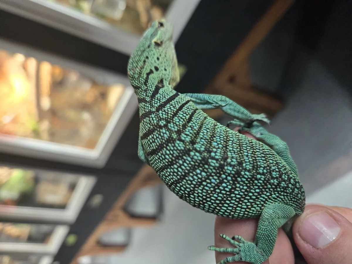 GreenTreeMonitor2