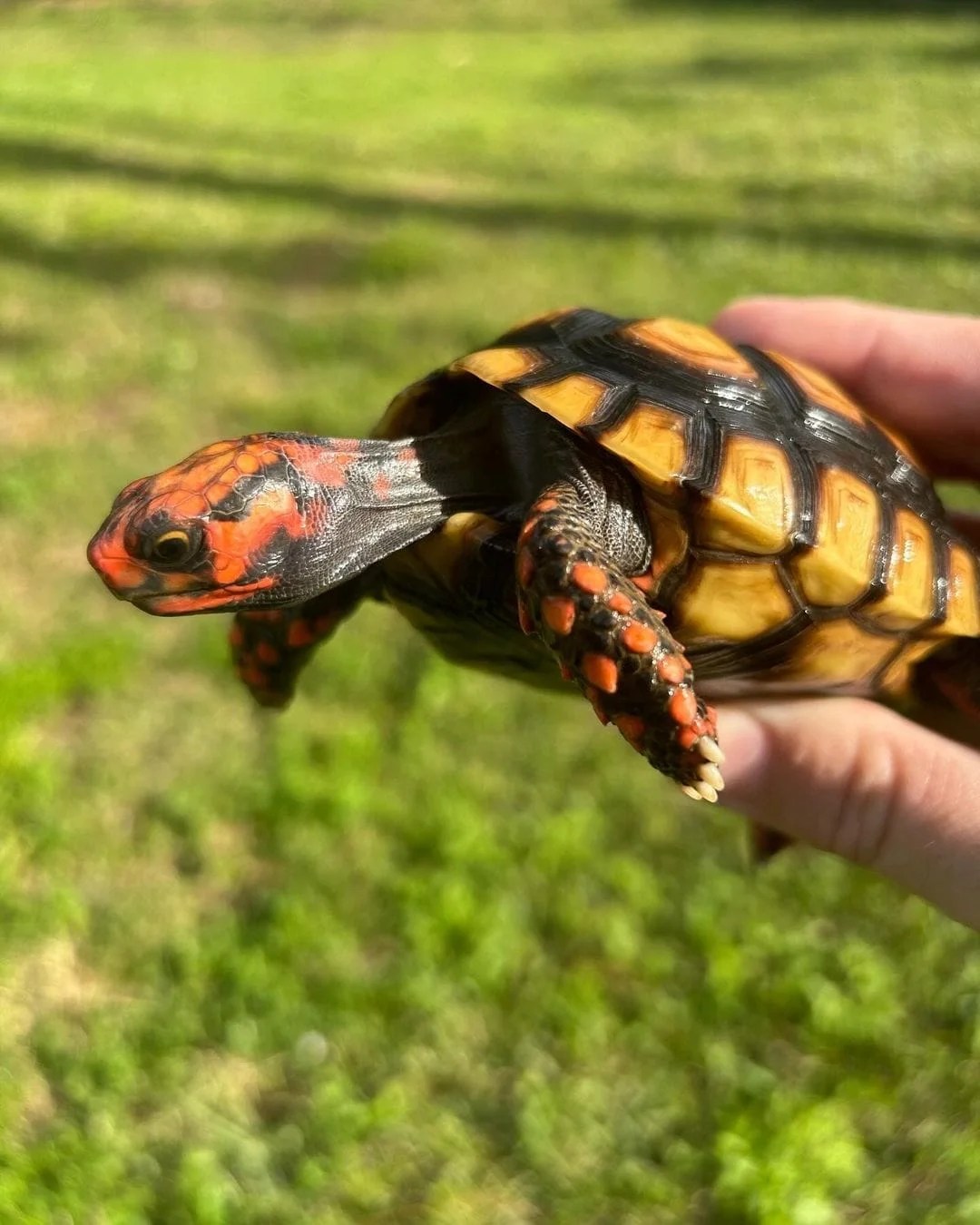 Native-Exotics Red Footed Tortoise (Chelonoidis Carbonaria) Cherry Head tortoise represent the one of the most colorful tortoise for sale in the world, along with the red foot and yellow foot. These guys are easy to care for, grow to around 11″ at full size and can weigh anywhere from 8-12 pounds at average adult size